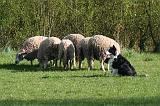 BORDER COLLIE - MOUTONS 108